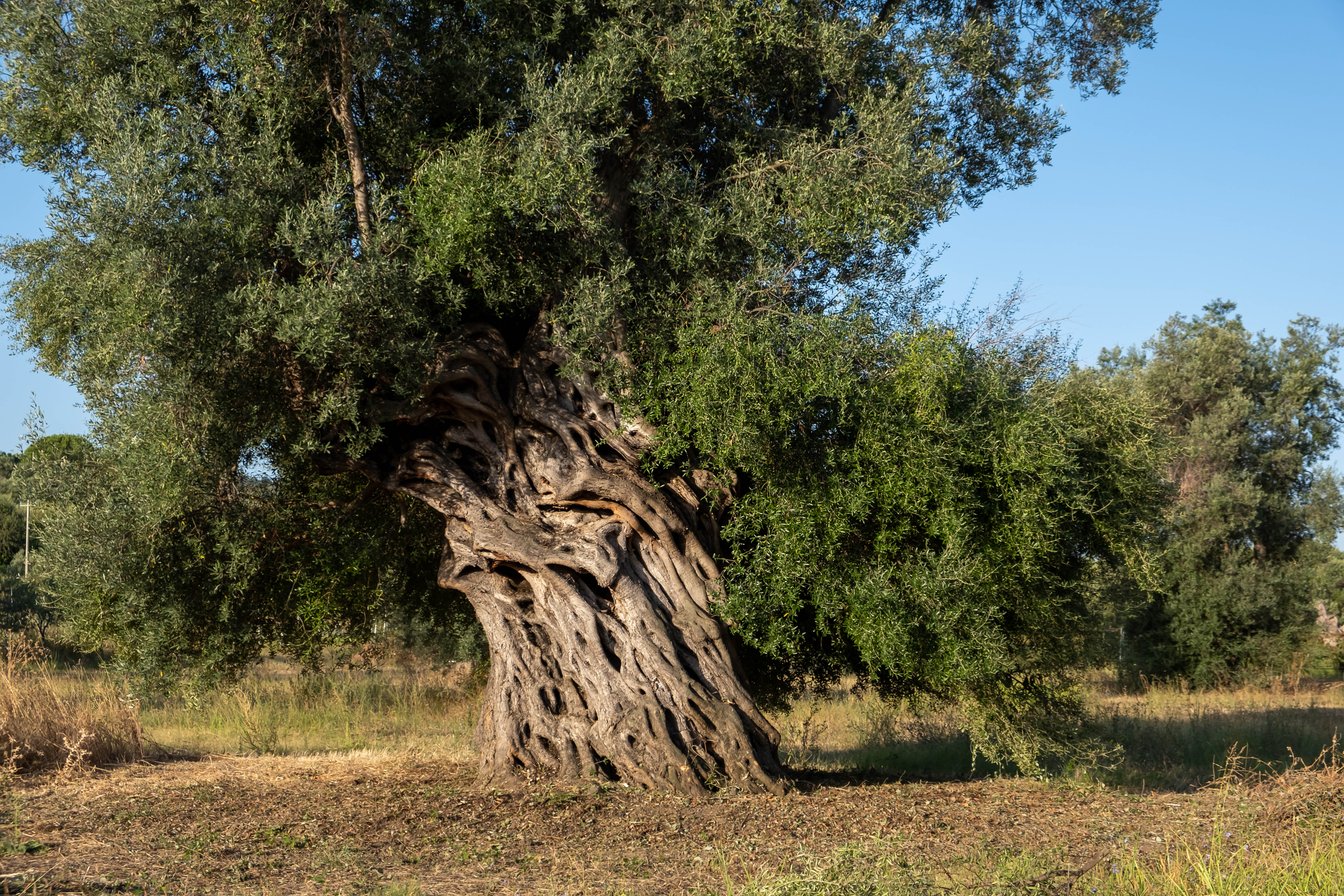 Centuries-old olive tree at BioXFarm