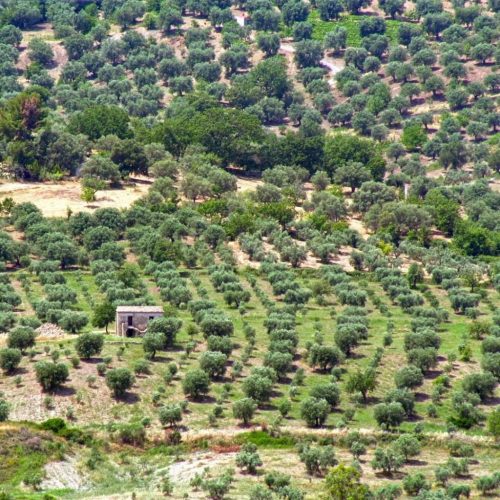 Aerial view of the BioXFarm olive grove